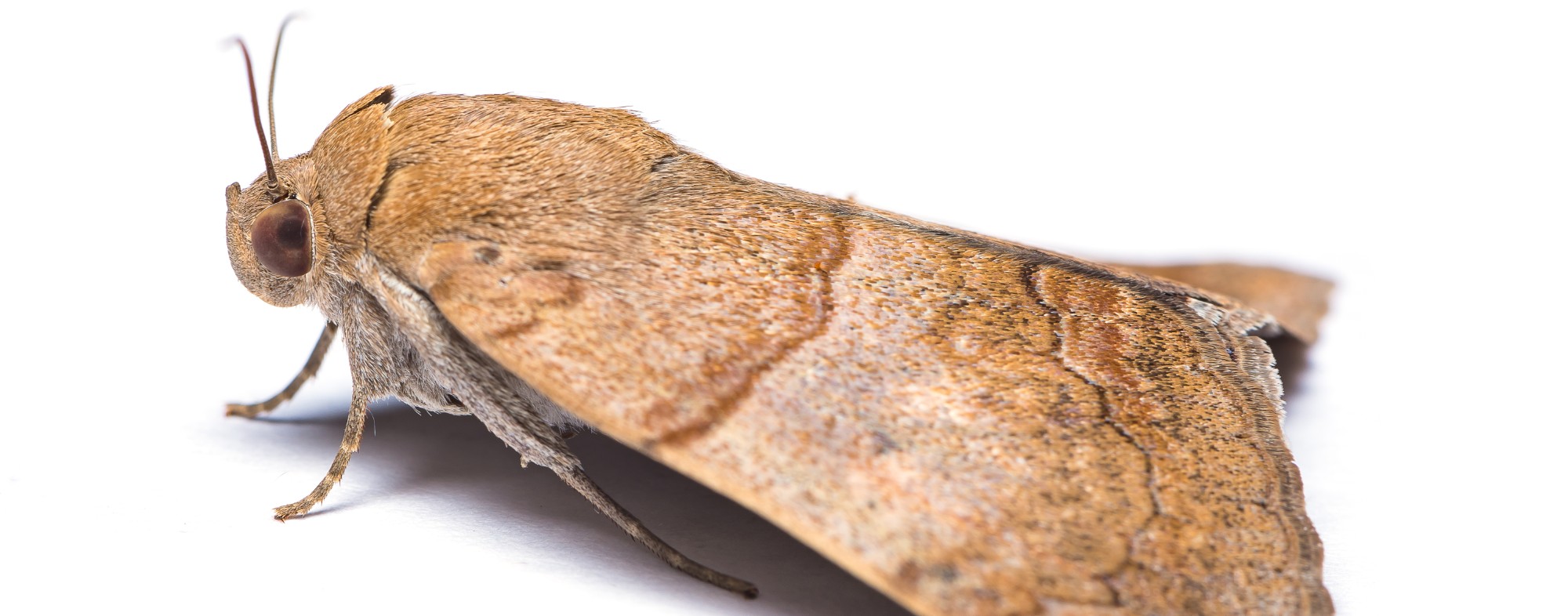 Broca-do-milho